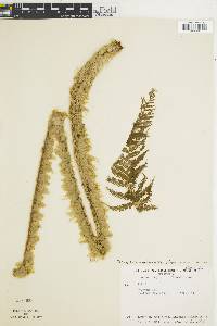 Cyathea godmanii image