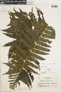 Cyathea schiedeana image