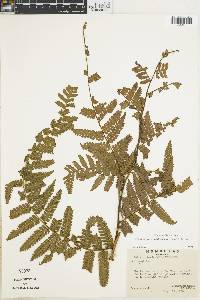 Cyathea schiedeana image