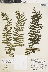 Cyathea villosa image