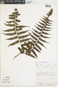 Dennstaedtia arborescens image