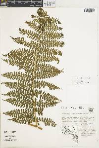 Dennstaedtia cicutaria image