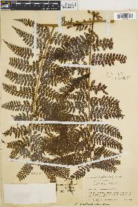 Dennstaedtia cicutaria image