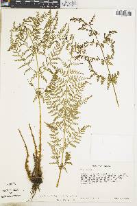 Dryopteris futura image