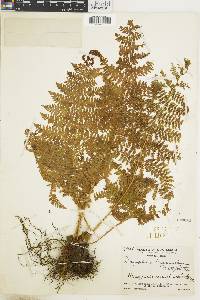 Dryopteris karwinskyana image