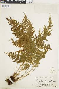 Dryopteris nubigena image