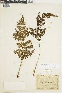 Dryopteris nubigena image