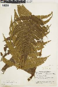 Dryopteris wallichiana subsp. wallichiana image