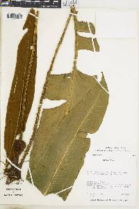 Elaphoglossum bakeri image