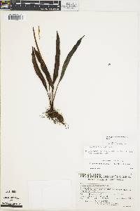 Elaphoglossum hammelianum image