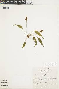 Elaphoglossum lanceum image