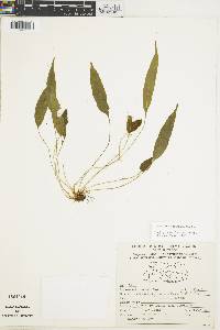Elaphoglossum lanceum image