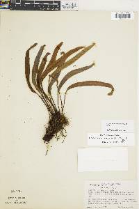 Elaphoglossum leporinum image