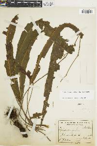 Elaphoglossum lonchophyllum image