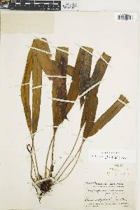 Elaphoglossum rubescens image