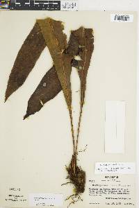 Elaphoglossum subarborescens image