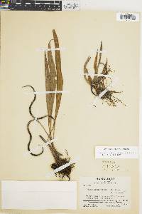 Elaphoglossum tectum image