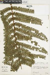 Polystichum concinnum image