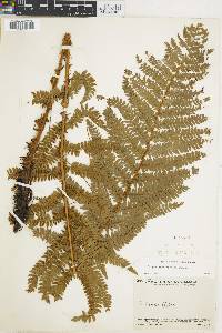 Polystichum distans image