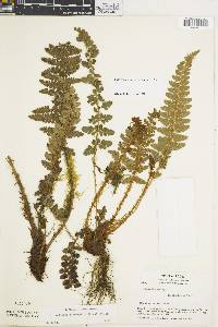 Polystichum talamancanum image