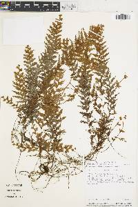 Hymenophyllum plumosum image