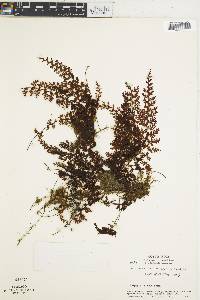 Hymenophyllum polyanthos image