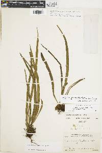 Campyloneurum ensifolium image