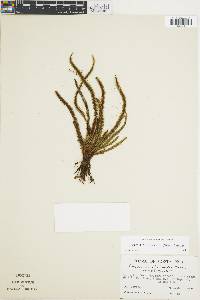 Moranopteris taenifolia image
