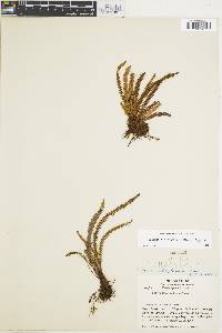 Moranopteris taenifolia image