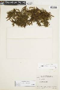 Leucotrichum mitchelliae image