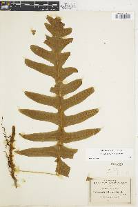 Polypodium eatonii image