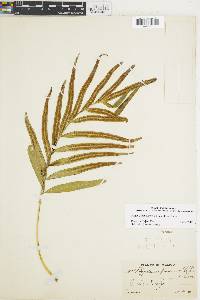 Polypodium fraternum image