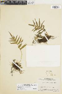 Polypodium colpodes image