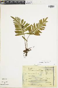 Polypodium plebeium image