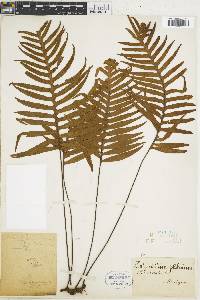 Polypodium plebeium image