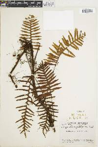 Polypodium plebeium image