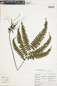 Adiantum trichochlaenum image