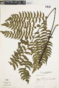 Adiantum villosum image