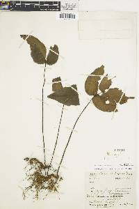 Adiantum wilsonii image