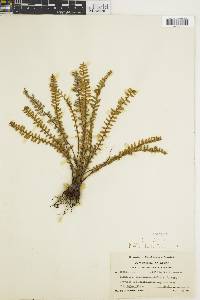 Myriopteris aurea image