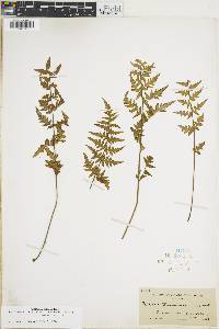 Cheilanthes lozanoi image