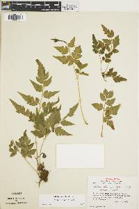 Cheilanthes skinneri image