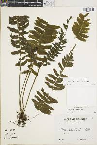 Asplenium rosenstockianum image