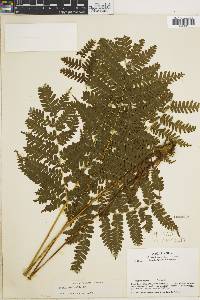 Pteris muricella image