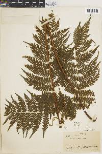 Pteris muricella image