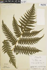 Pteris navarrensis image