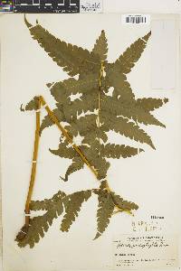 Pteris podophylla image