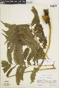 Pteris deflexa image