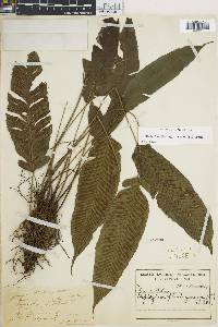 Diplazium plantaginifolium image