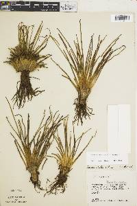 Isoetes storkii image